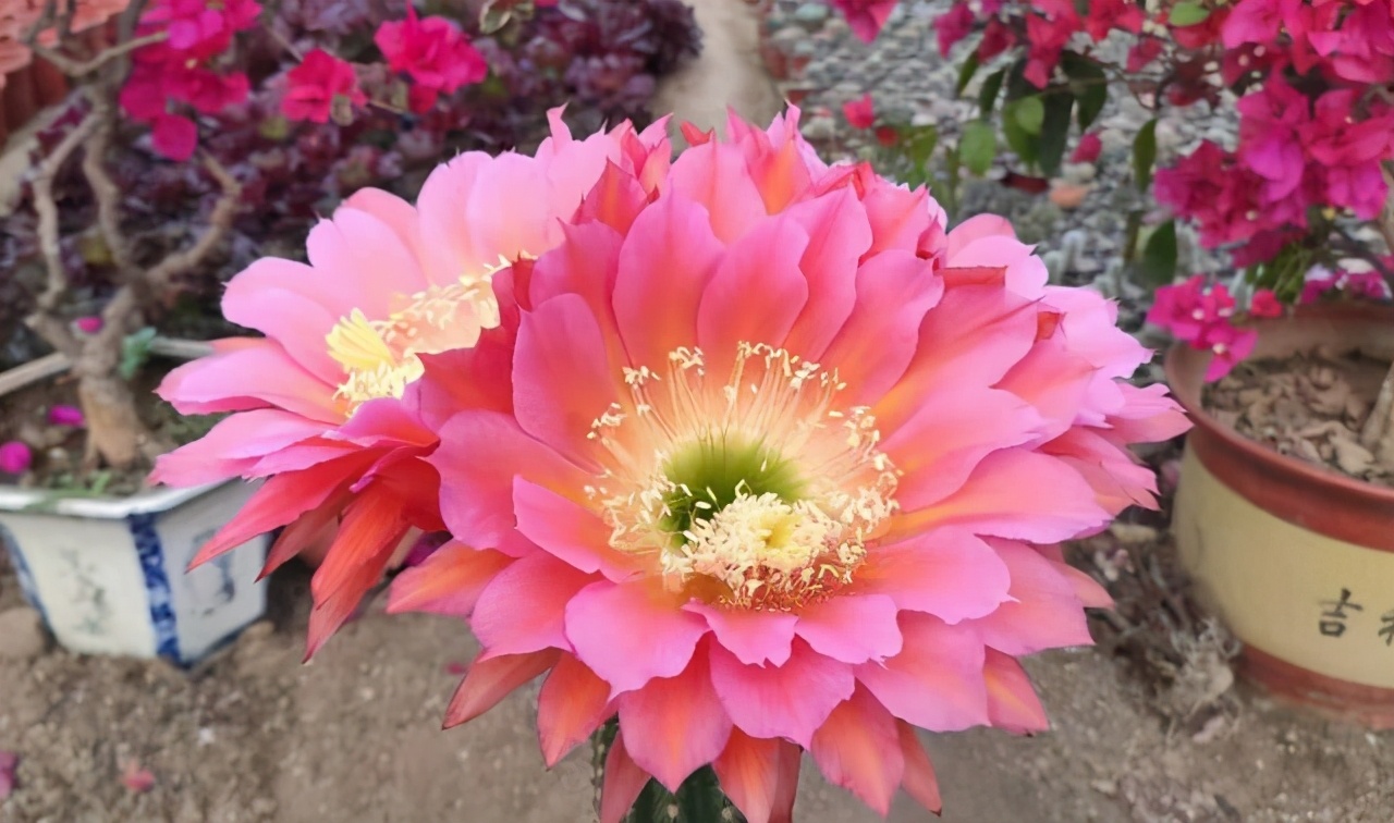 4种盆栽花有开花机器之称,4大仙人球