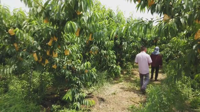 农村大叔种植桃子,农村大叔新发明的种植技术