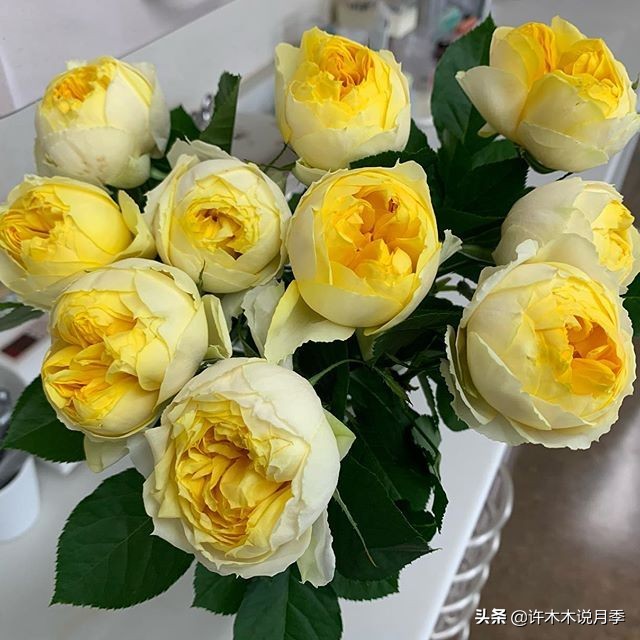 为什么月季一浇水全漏下去了,月季死一半继续养