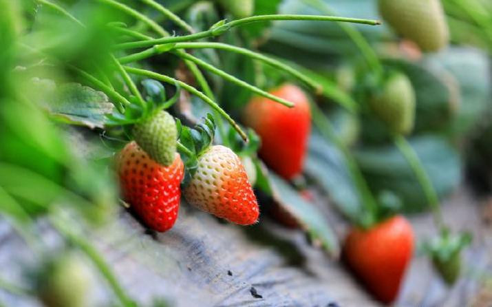 超长记录亲子牧场一日游,暑期草原亲子游攻略