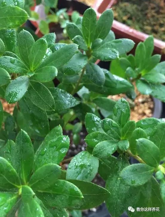 花儿黄叶烂叶怎么办,花儿叶子发黄用什么药