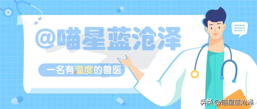 来看看英短蓝猫到底多可爱,英短蓝猫怎么才是正统