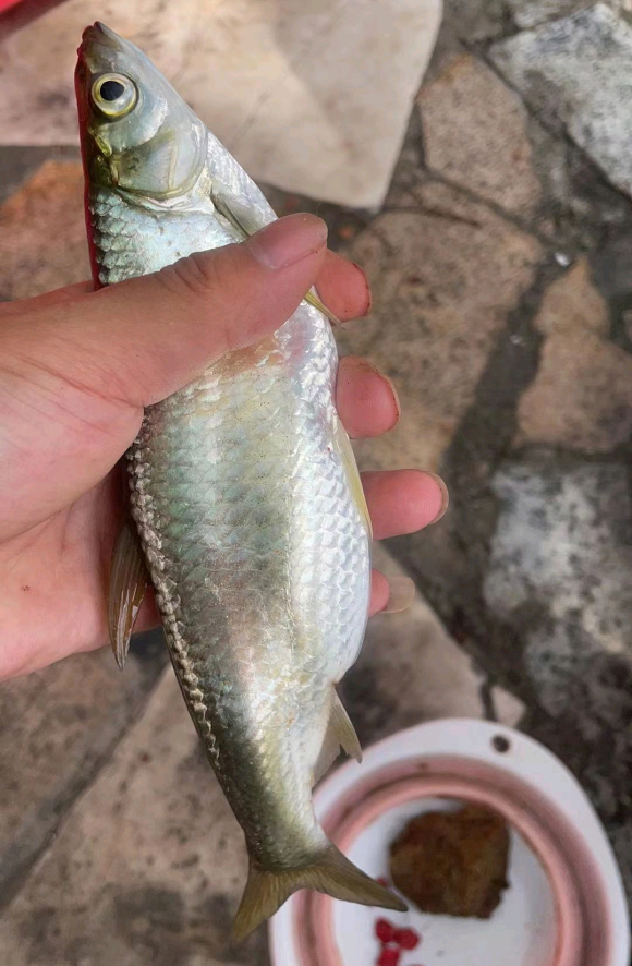 冬季野钓小白条太多,冬天大风大浪野钓白条技巧