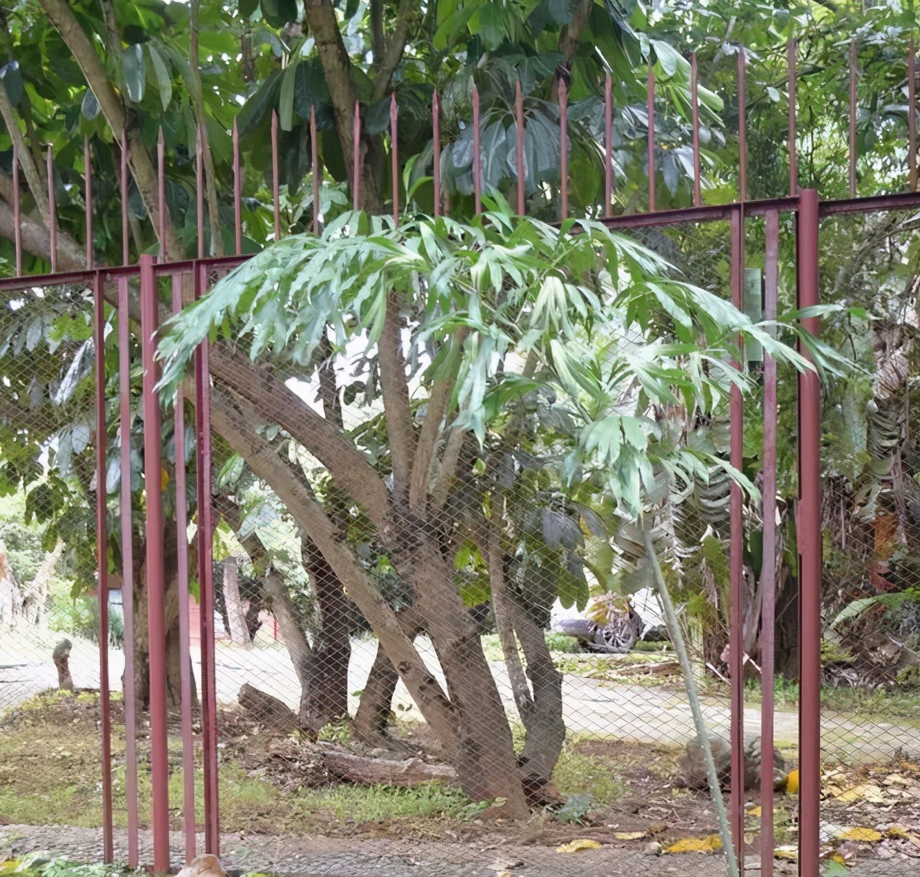 cop15的保护动物有哪些,cop15网红绿植