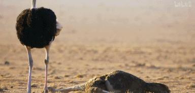 9.9恋爱游戏,9.9分恋爱番