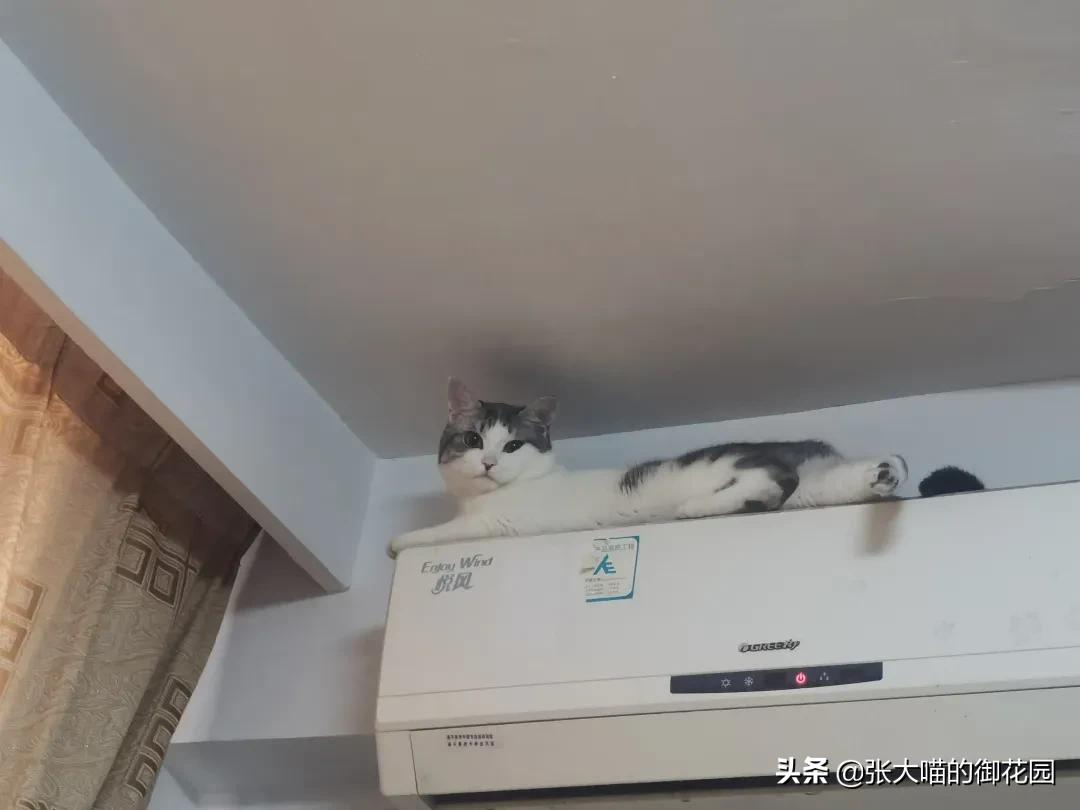 猫咪也会感染犬瘟热,猫咪也会突发性猫瘟么