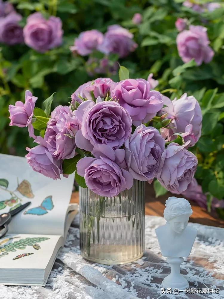 蓝色风暴月季为什么不好养,蓝色风暴月季收到货应该怎么缓苗