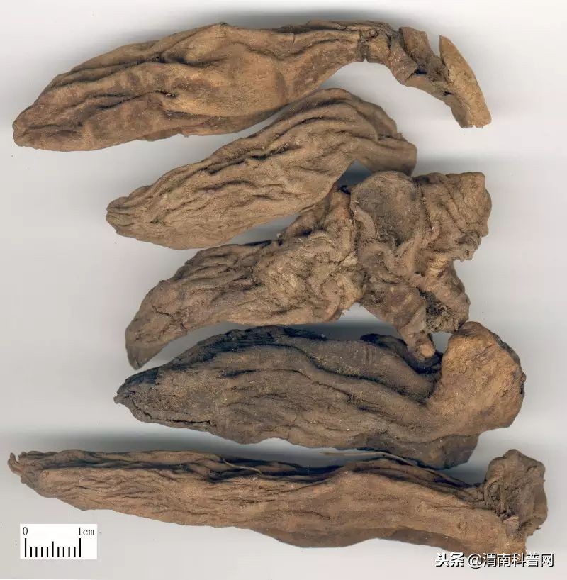 带参的中草药都有哪几种,中药带参字的都有哪几种