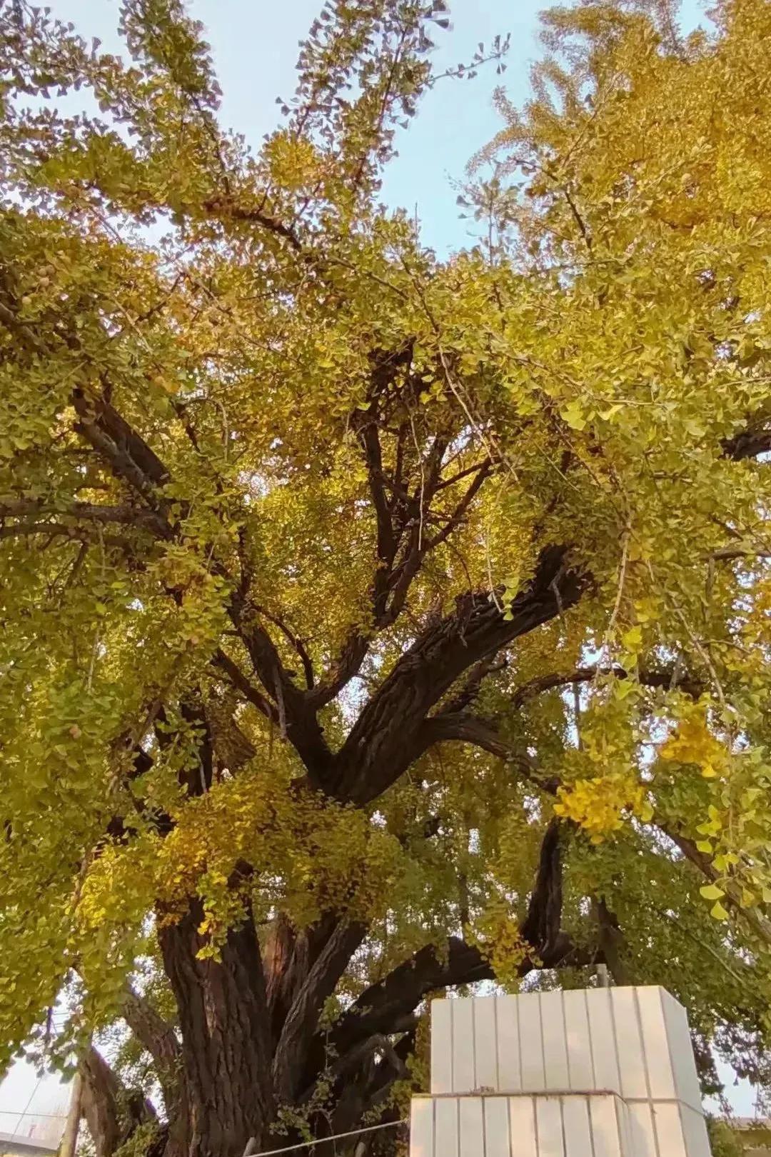 秦皇岛求仙入海恐龙馆,秦皇岛秦始皇求仙入海处遗址图片