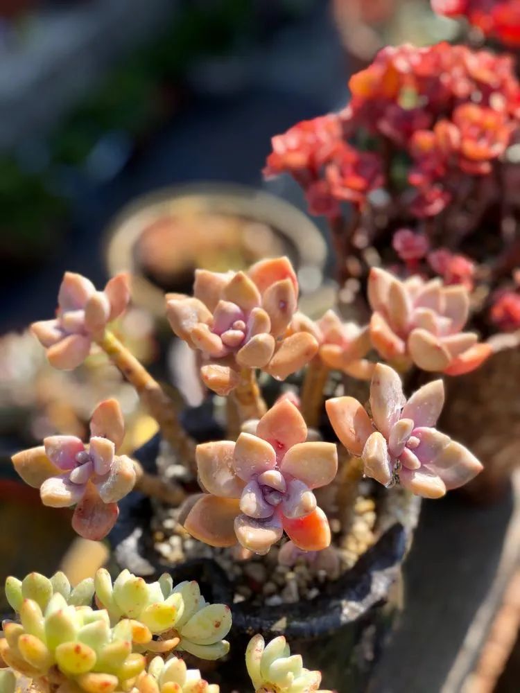 与多肉一起成长,与多肉相伴