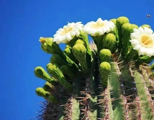 世界各国的国花集锦惊艳,世界各国国花大全