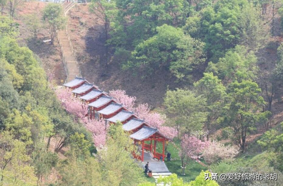 长沙堪比武汉东湖樱花园的地方,1万株樱花,为啥去的人却不多?