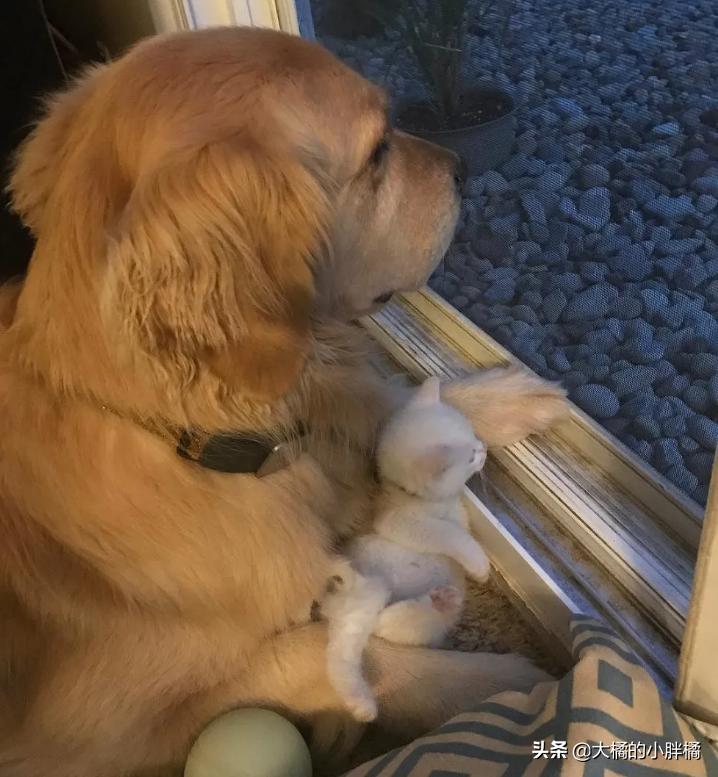 金毛救幼猫已被收养,金毛寻回了被遗弃的小猫