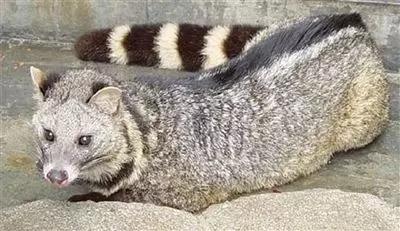 海南海里的特产动物,海南特有的珍稀动物