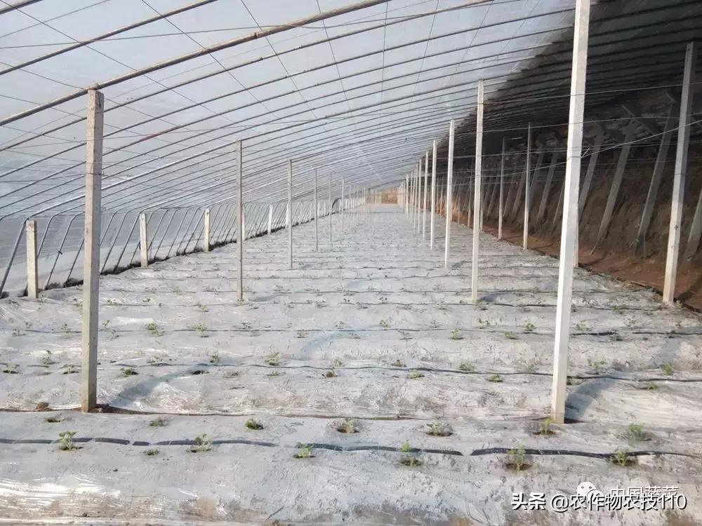 西瓜栽培技术有哪些,西瓜栽培技术全面的文字解释