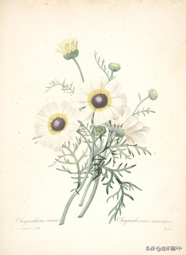 插画风简单的花手绘图片,唯美手绘田园插画图片大全