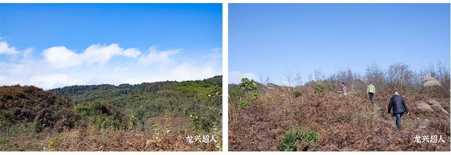 安徽道地药材天麻,天麻的道地药材