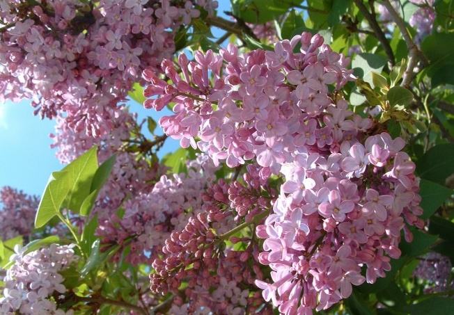 二甲双胍片降价,二甲双胍122块钱一盒的