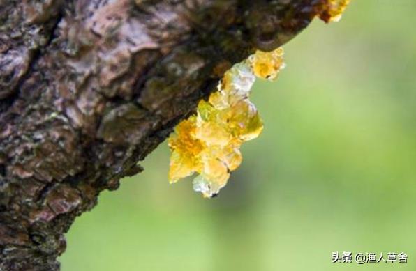 桃子成熟了怎么管理,桃子个头长小怎么办