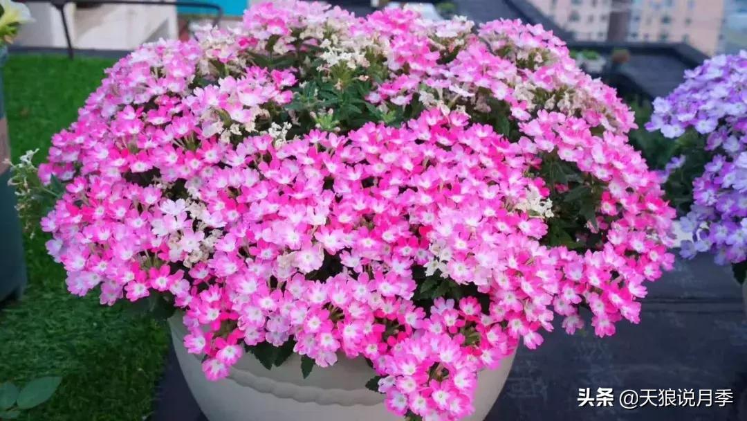 露台打造花海,她用10年改造庭院