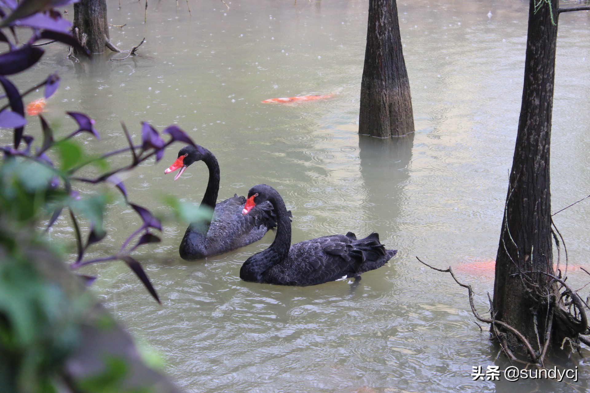 小奔奔,长安新能源奔奔自驾游西藏