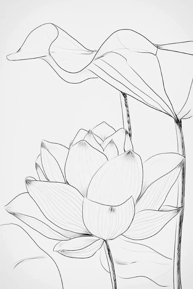 工笔荷花的各种形态白描稿,小六尺荷花工笔白描画稿