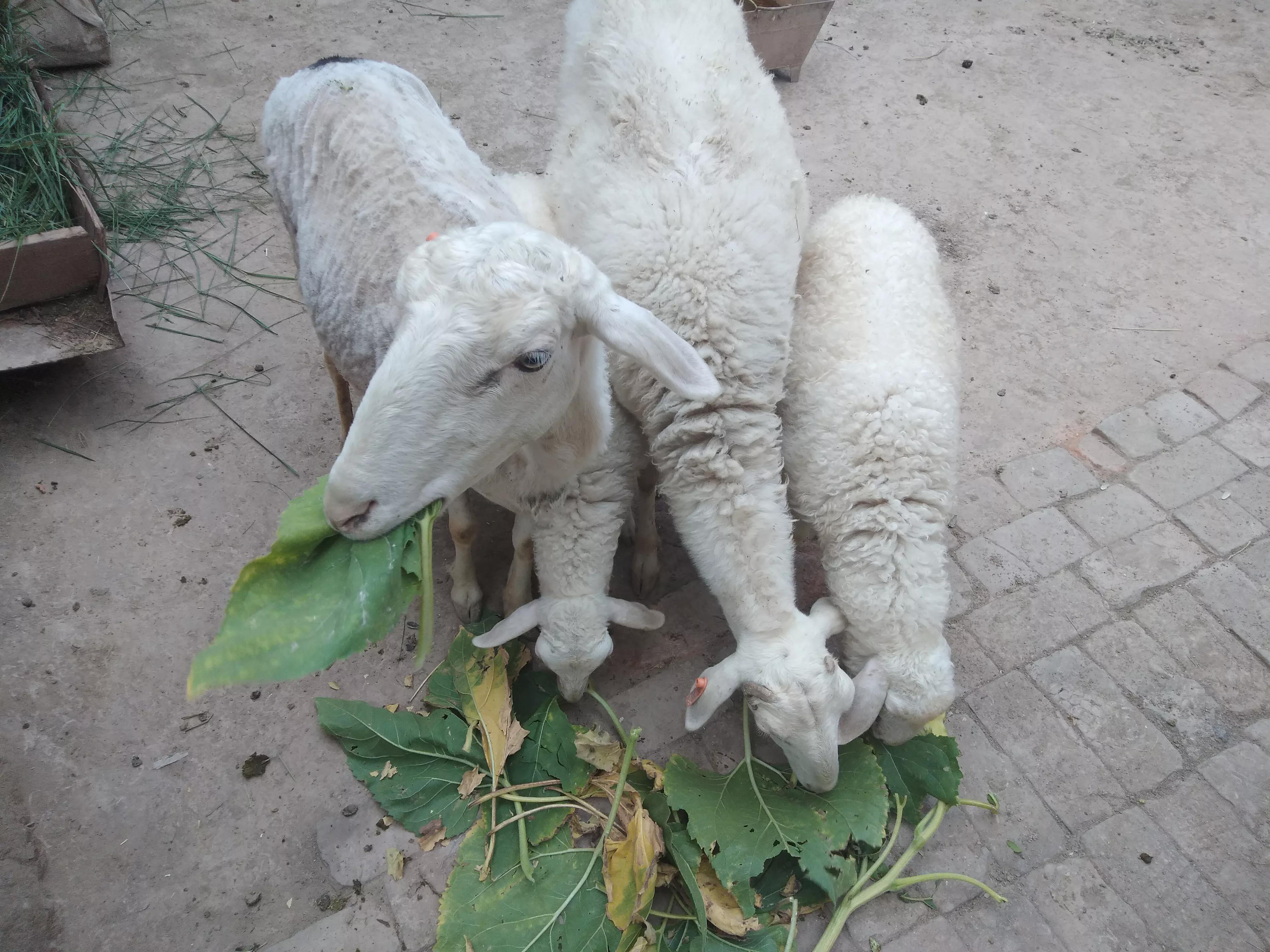 小尾寒羊为什么不建议养,纯种小尾寒羊如何饲喂