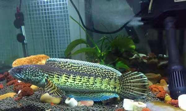 新鱼缸养淡水鱼还需要放盐吗,观赏鱼放盐多长时间换水一次