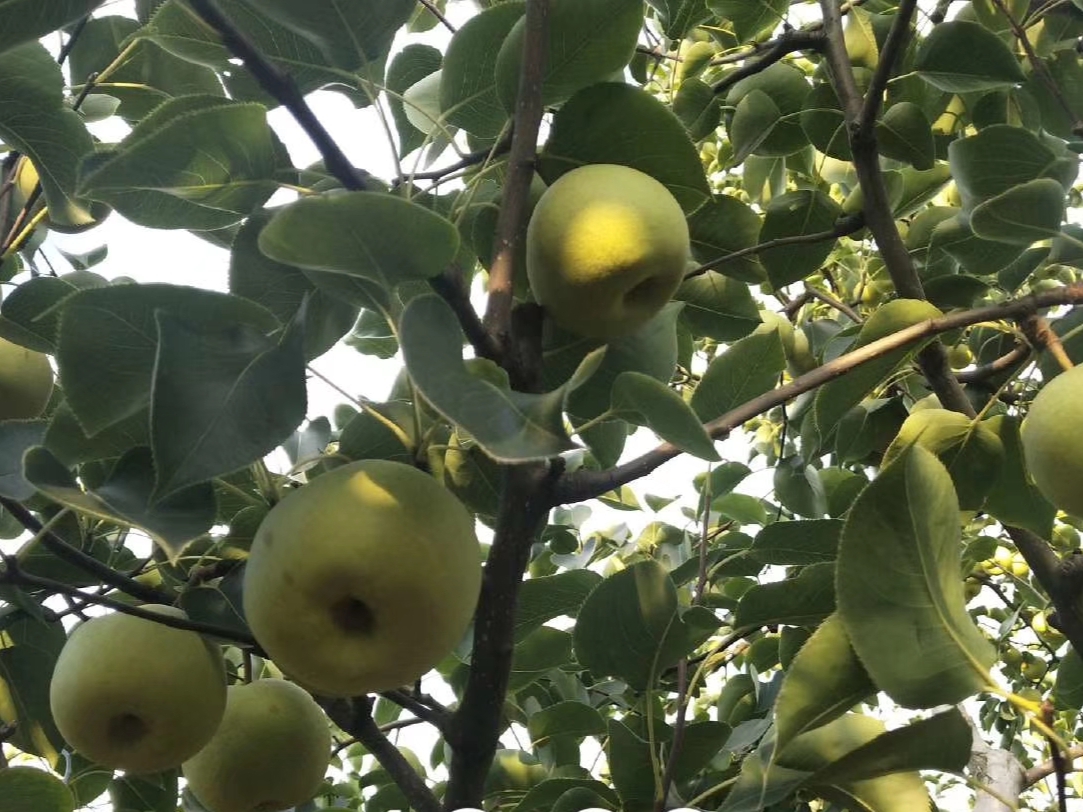 大雨过后玉米病虫如何防治,大雨后农作物病害