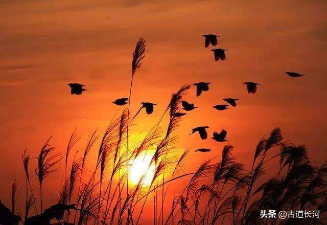 谁堪疫情赋诗情：　日暮乡关何处是，烟波江上使人愁