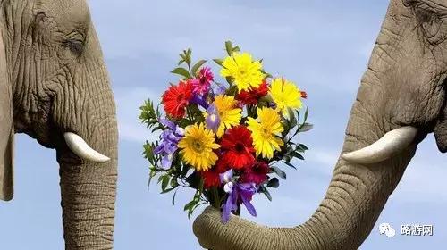 西宁直飞泰国旅游 (成都直飞泰国曼谷芭提雅旅游团)