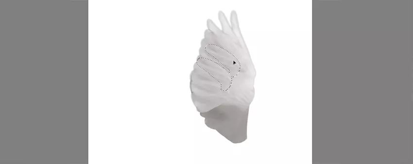 ps花仙子合成教程,ps合成狗狗教程