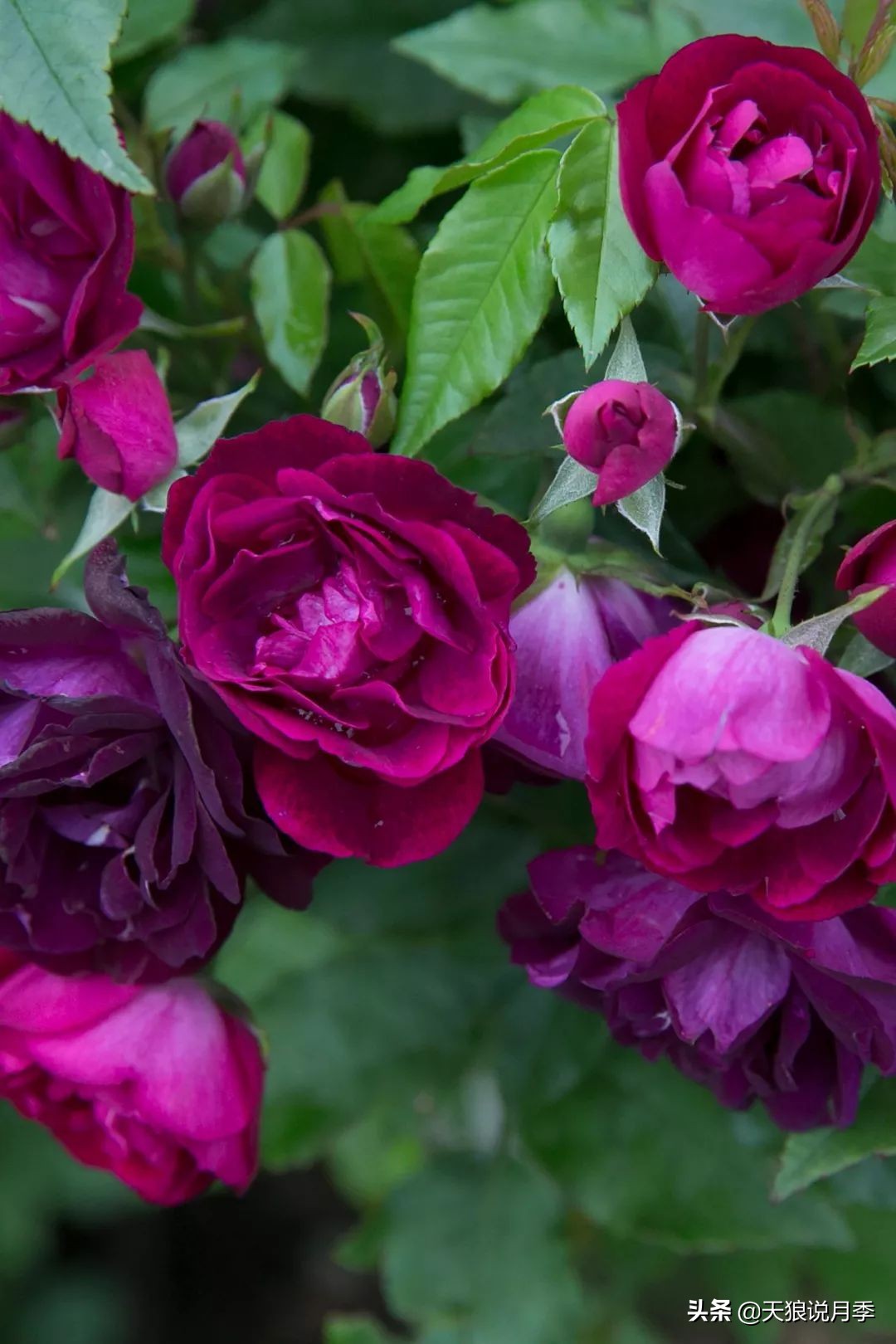 天狼月季优惠活动时间,天狼月季618活动