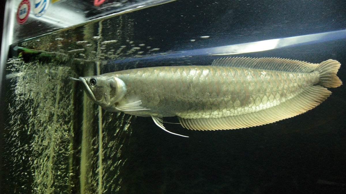 鱼缸水面有小气泡是缺氧,鱼缸水面很多气泡藻