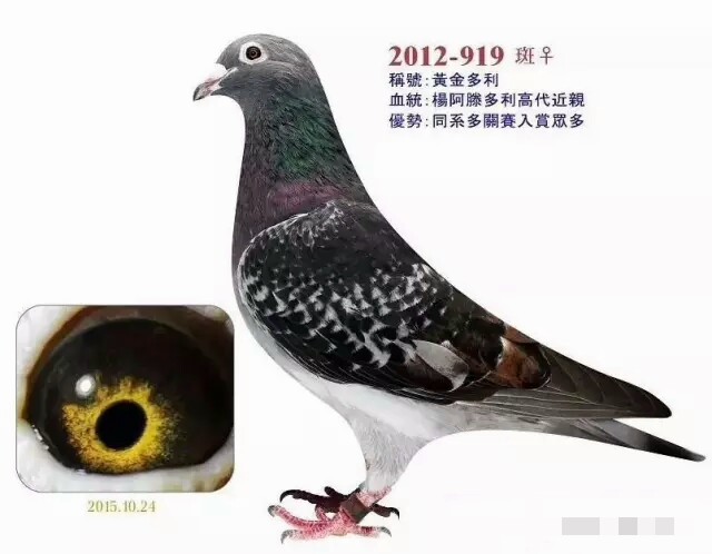 *榴弹手**状的鸽子送公棚往往是鸽王冠军,可押重炮!