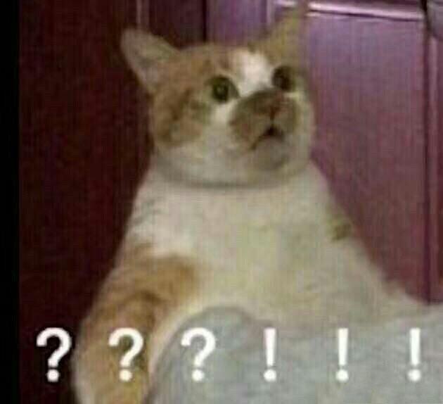 世界历史上的著名猫奴,世界三大猫奴