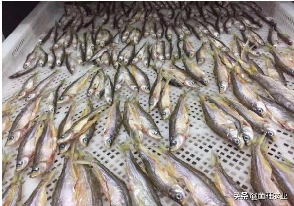 猫吃的烤箱小鱼干烘干的正确方法,淡水小鱼干自然晾干和烘干的区别