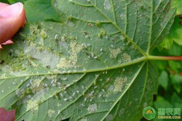 物理治蚜虫妙招,防治蚜虫的农业措施