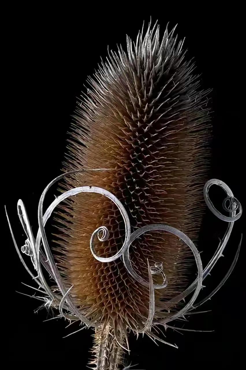 世界十大珍贵的植物图片,世界上罕见的名贵植物图片