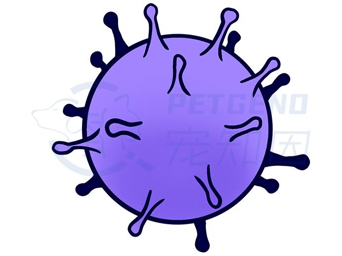 猫咪舌头有溃疡，怎么办？