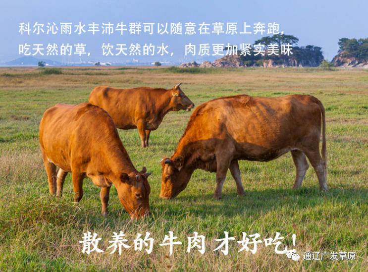 中国牛肉看内蒙，内蒙牛肉数通辽