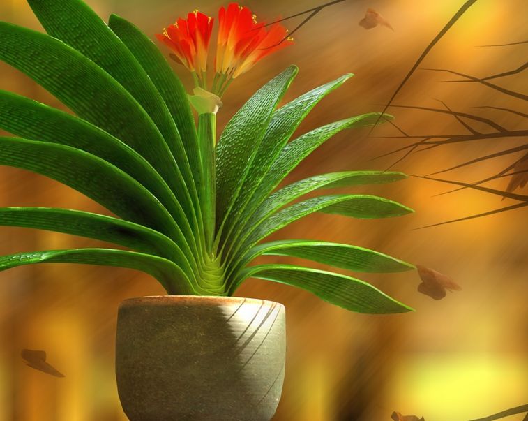 养君子兰的方法和注意事项图片,君子兰枝繁叶茂怎么养