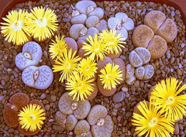 多肉生石花好看视频,多肉生石花开图