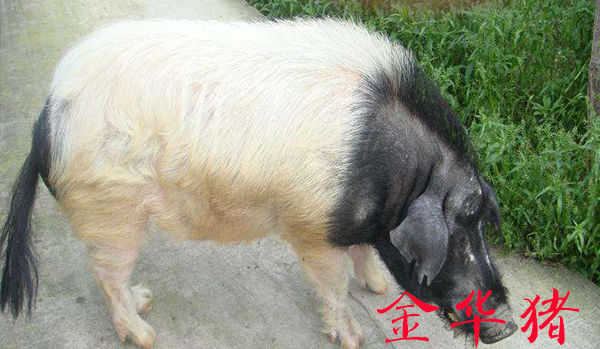 现在全国最新猪肉价格多少钱,目前猪肉价格最高和最低差多少钱