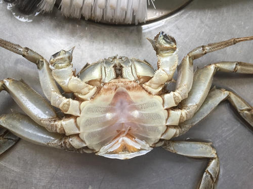 买螃蟹怎么挑选肥的,如何挑选螃蟹注意事项