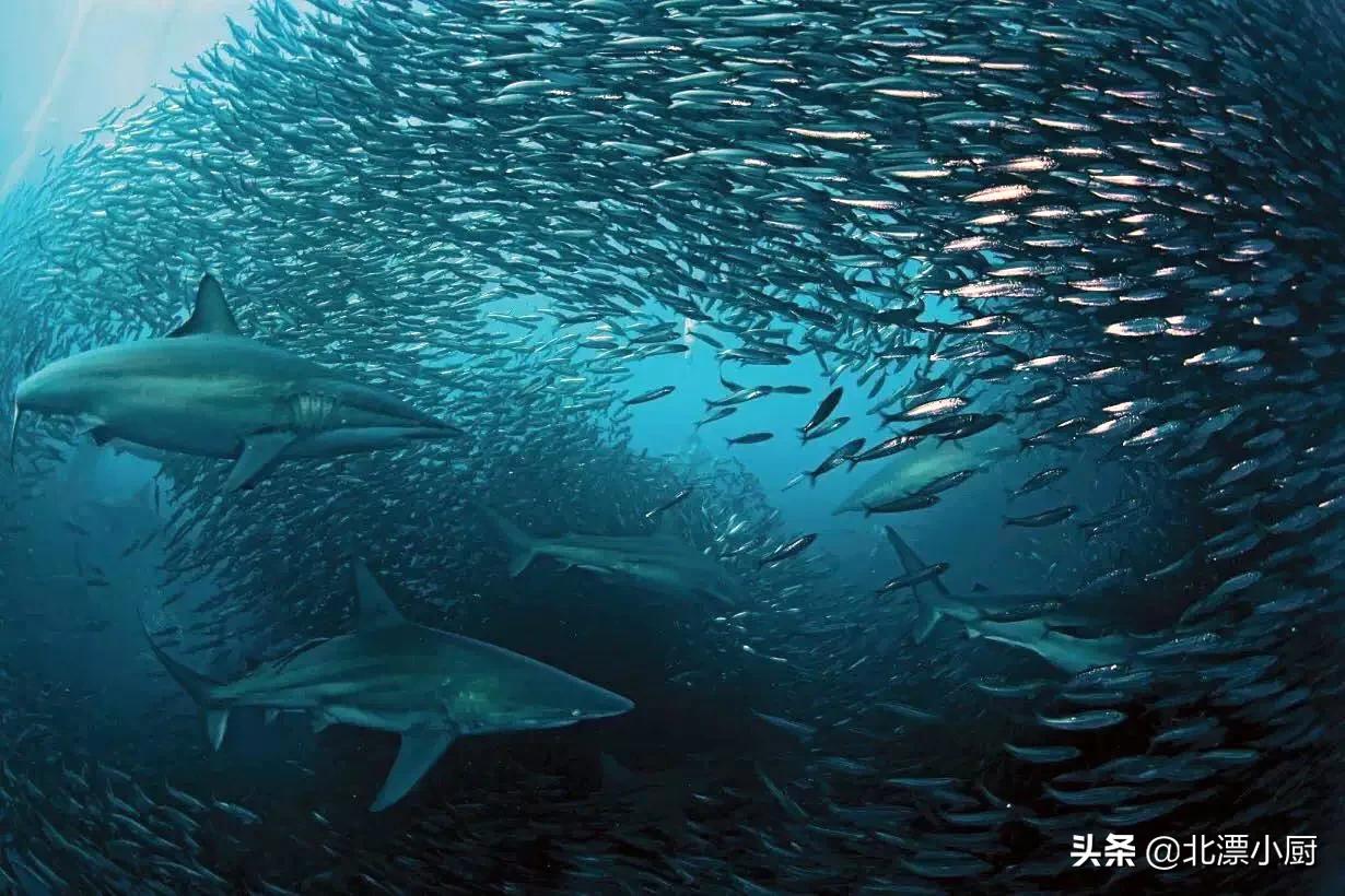 哪些海鱼是纯野生的人工饲养不了,人工养殖海鱼和野生海鱼