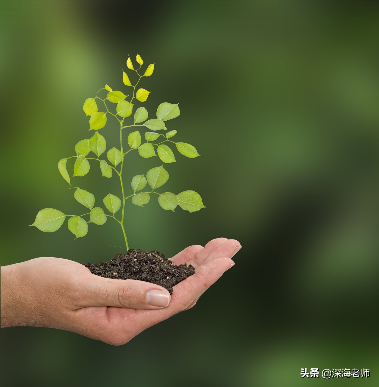 中考满分作文《快乐原来如此简单》点评