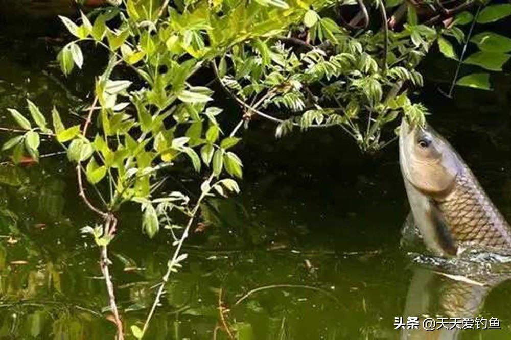 串钩只用来钓底就浪费了，夏季野钓大草鱼，用串钩钓浮最有特色