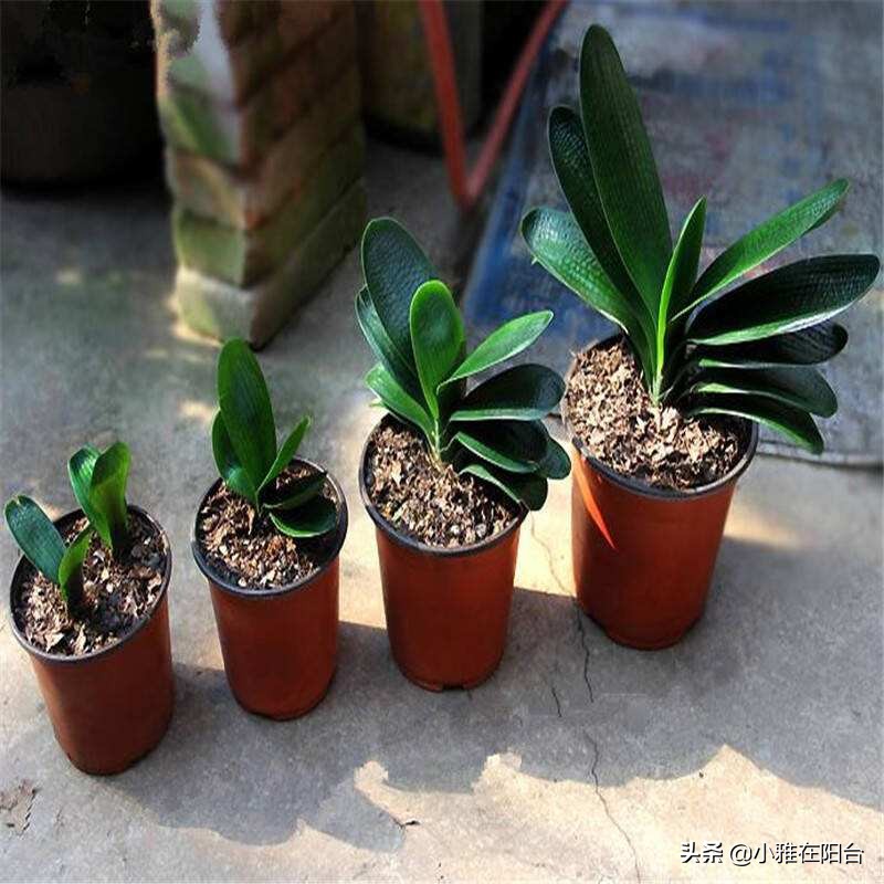 君子兰怎么养出宽大肥厚的叶片,君子兰怎么养叶片才茂盛