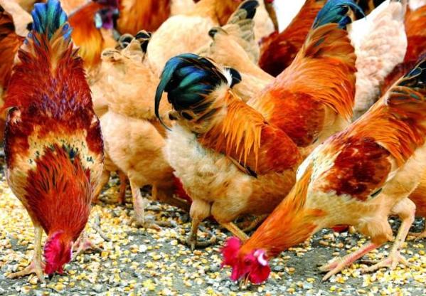 养鸡户进来看，肠毒综合症的分析和最佳的治疗方案